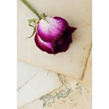 Best Dry Rose 